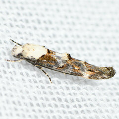 Mompha murtfeldtella