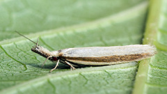 Pleurota proteella