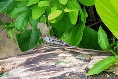 Anolis cristatellus