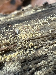 Arachnopeziza trabinelloides
