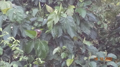 Plecturocebus discolor