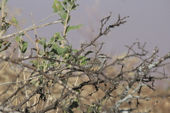 Campylorhynchus