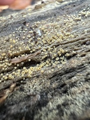 Arachnopeziza trabinelloides