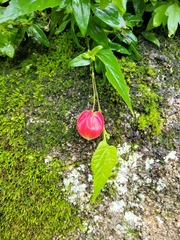 Callianthe megapotamica