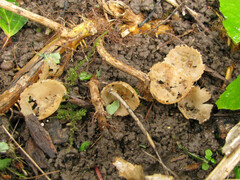 Tarzetta cupularis