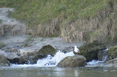 Chroicocephalus ridibundus