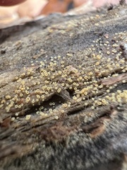 Arachnopeziza trabinelloides