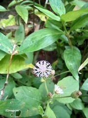 Cyanthillium cinereum
