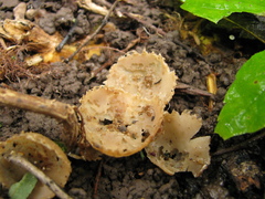 Tarzetta cupularis