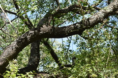 Prosopis nigra