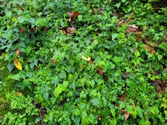 Callianthe megapotamica