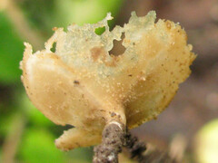 Tarzetta cupularis