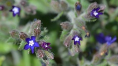 Anchusa hybrida