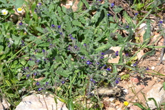 Anchusa hybrida
