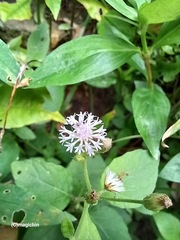 Cyanthillium cinereum