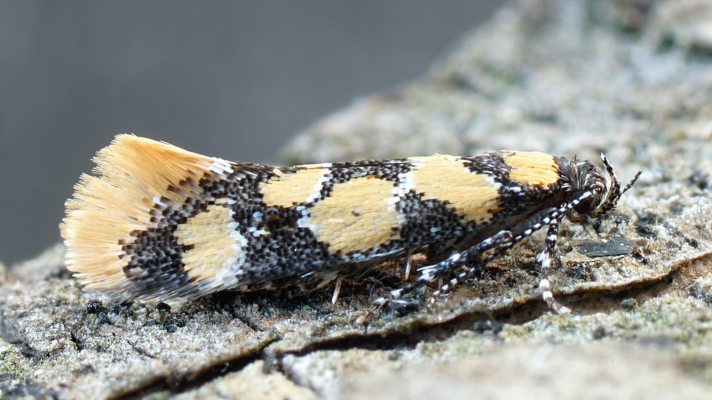 Decantha borkhausenii