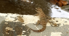 Hemidactylus