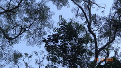 Macrolobium acaciifolium