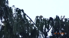 Macrolobium acaciifolium