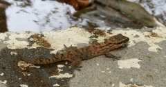 Hemidactylus