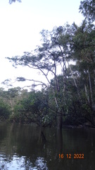 Macrolobium acaciifolium