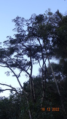 Macrolobium acaciifolium