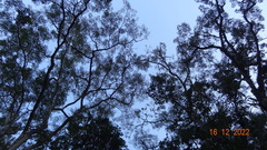 Macrolobium acaciifolium