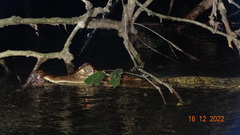 Paleosuchus trigonatus