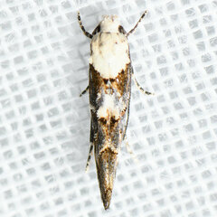 Mompha murtfeldtella