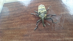 Ileomus