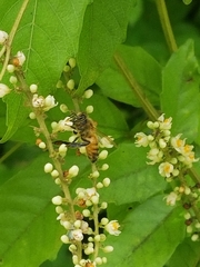 Apis mellifera