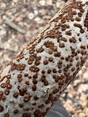 Hydnoporia