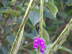 Synoeca septentrionalis