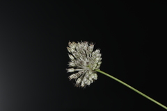 Allium guttatum tenorei