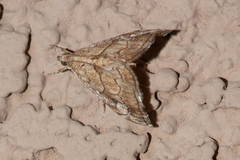 Scybalistodes periculosalis