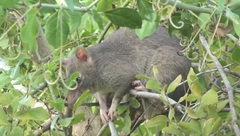 Cricetomys gambianus