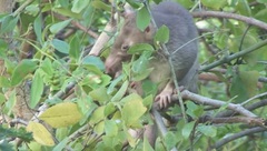 Cricetomys gambianus
