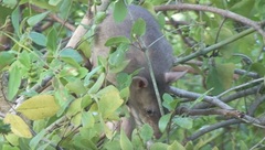 Cricetomys gambianus