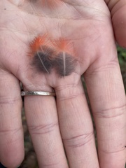 Cardinalis