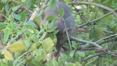 Cricetomys gambianus