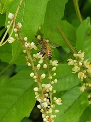 Apis mellifera
