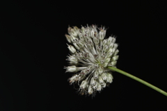 Allium guttatum tenorei