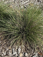Nassella pulchra