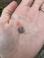 Cardinalis