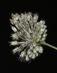 Allium guttatum tenorei