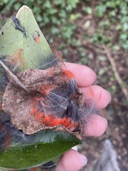 Cardinalis