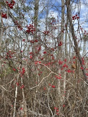 Smilax walteri