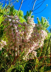 Erica oxyandra