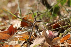 Psammophis orientalis