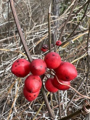 Smilax walteri
